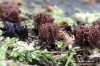 pazderek hnědý (Houby), Stemonitis fusca (Fungi)